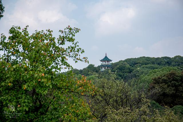 【无锡】百年梅园，无锡人对其有着深厚的情感，万株百合花丛中笑