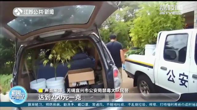 『大麻』牵出种植、贩卖、吸食毒品大麻全链条犯罪团伙 1千元购买10克大麻