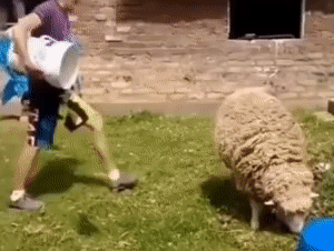 Sheep: Is this what people do? You don&#39;t do anything that touches people-funny  GIF | DayDayNews
