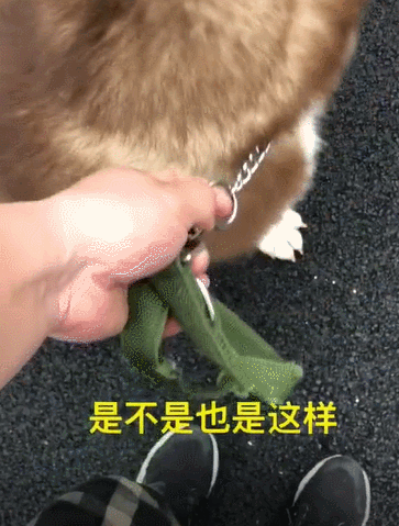 它出生就带有“二”的气质，经过流浪却变成这副模样