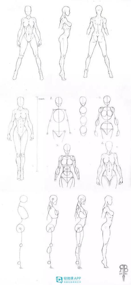 初学者怎么画人体结构?动漫人体结构的画法