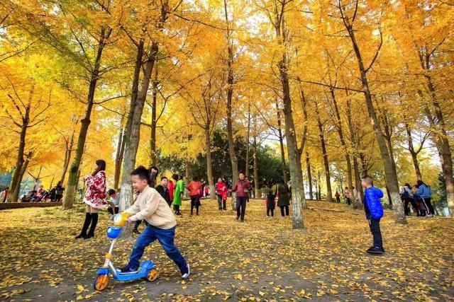 旅游|准备打卡！邛崃这些地方即将美成仙境，赏银杏就去这~