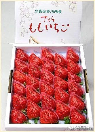 草莓包装大合集，这样的草莓吃不起(图18)