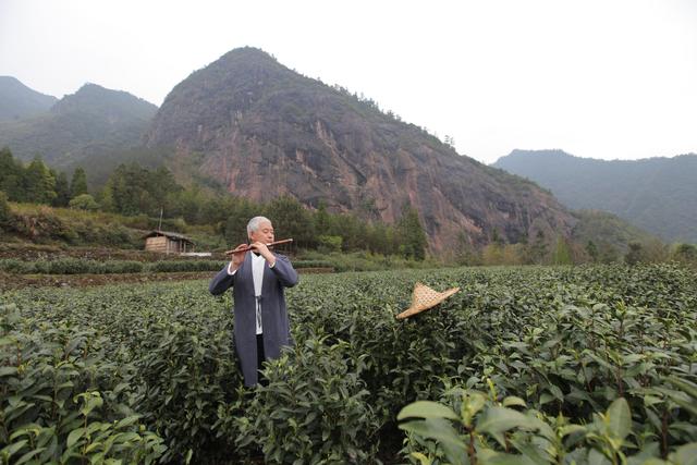 浙江深山藏500多株野茶最老茶龄300年，一斤仅千元，茶客：便宜