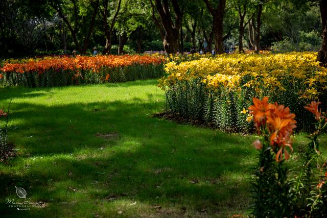 【无锡】百年梅园，无锡人对其有着深厚的情感，万株百合花丛中笑