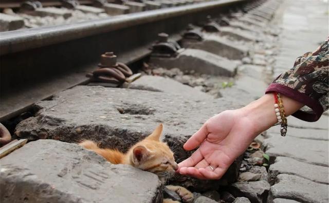 门外跑来一只流浪猫，要不要养？普通家庭的我们，能养得住它么