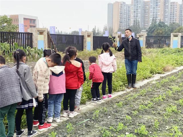 乐在金秋“薯”你最棒丨记双流区实验小学外国语学校劳动课程