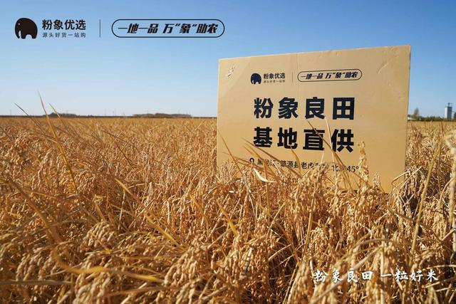 “粉象良田，一粒好米” 粉象生活助力肇源好米