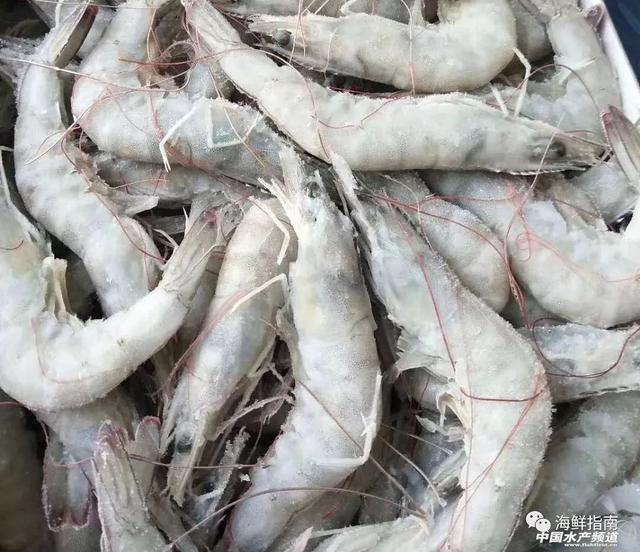 沙特虾面向中国推出小包装彩盒虾产品(图5)