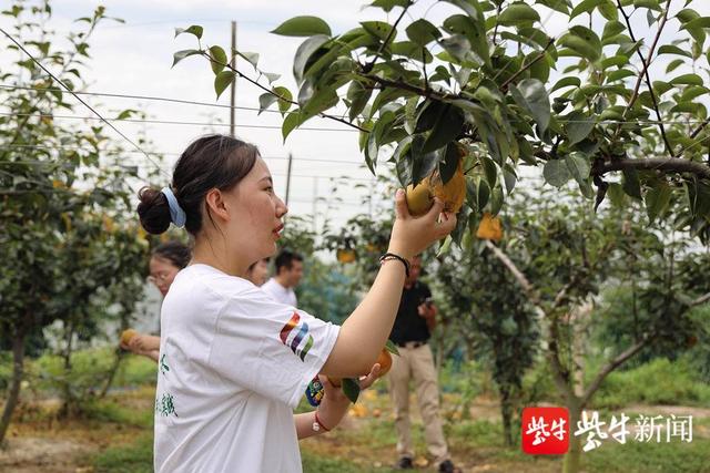入田间访农户 设计特色包装   这群大学生助力镇江果农销售(图2)