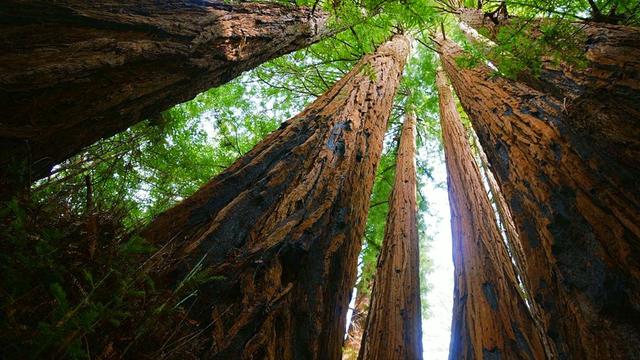 隐秘的交换机世界里，一颗猛壮的种子正破土而出(图1)