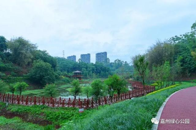 青衣芦狄天水一色嘉州绿心公园芦山湿地