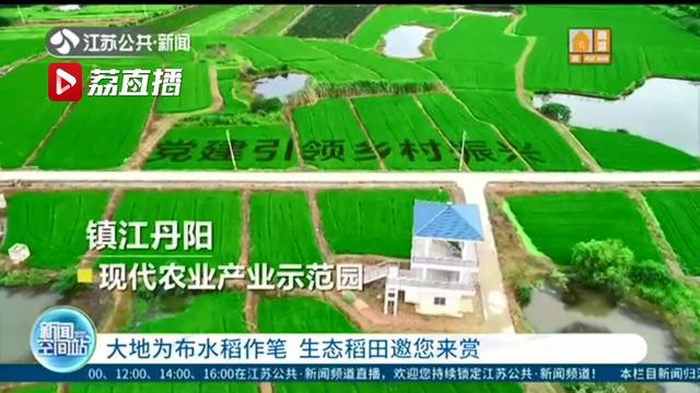 水稻■大地为布水稻作笔！江苏这些地方的生态稻田邀您来赏