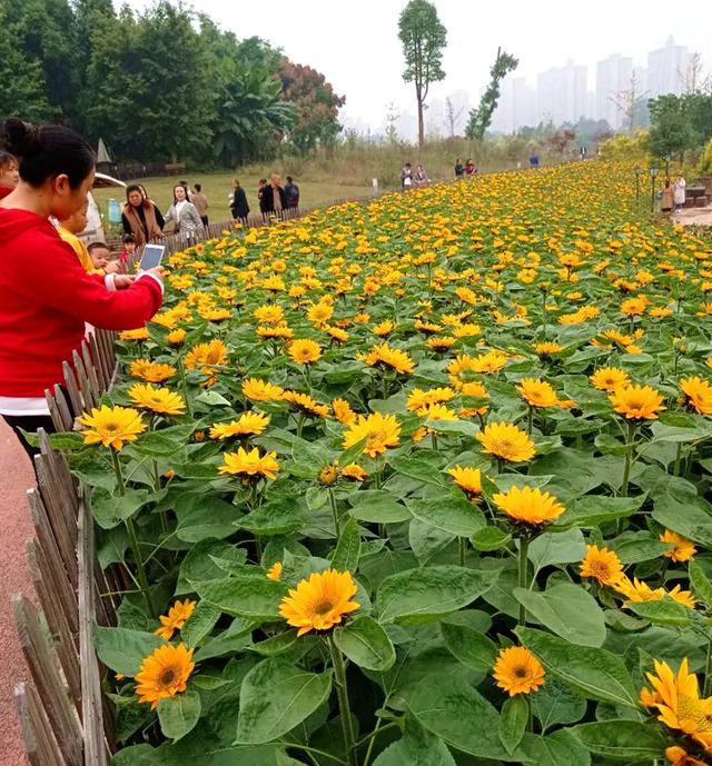 携手登高，感恩一路上有您——记天府六小熊猫班重阳节活动动