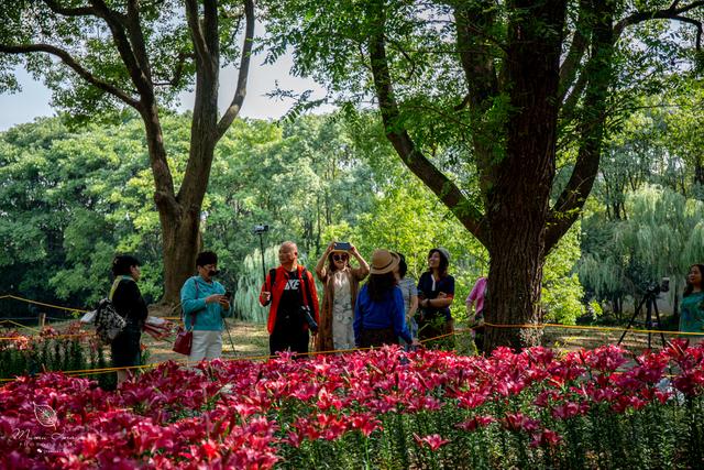 【无锡】百年梅园，无锡人对其有着深厚的情感，万株百合花丛中笑