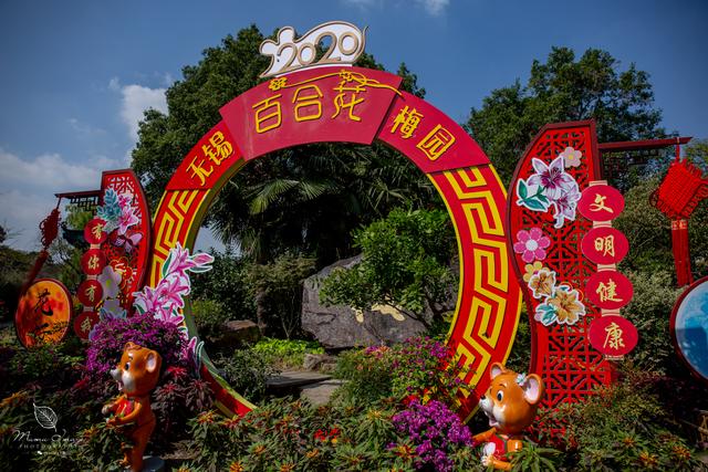 【无锡】百年梅园，无锡人对其有着深厚的情感，万株百合花丛中笑