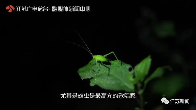 夏夜■夏夜的紫金山吸引来了一位小精灵！听，她在自弹自唱《Mojito》！丨游遍江苏