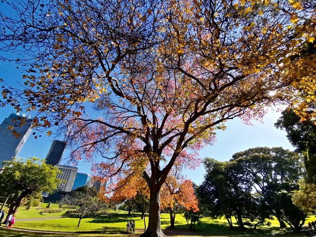 「悉尼漫拍」美拍秋高气爽下的悉尼黄