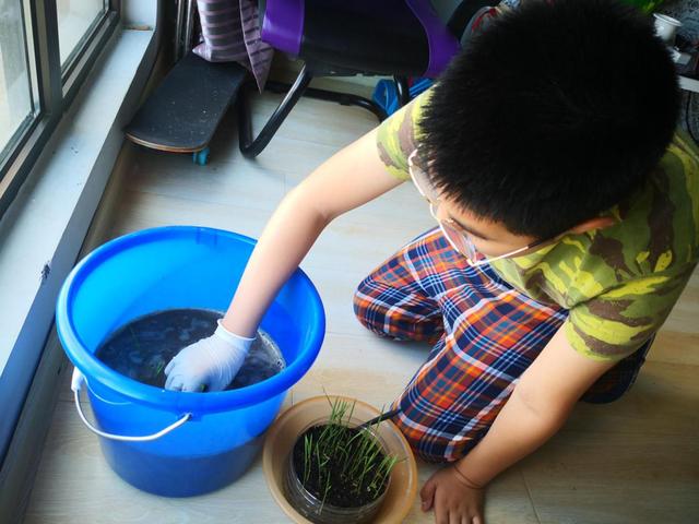 青岛市实验小学|青岛市实验小学开展居家种植水稻教育实践活动