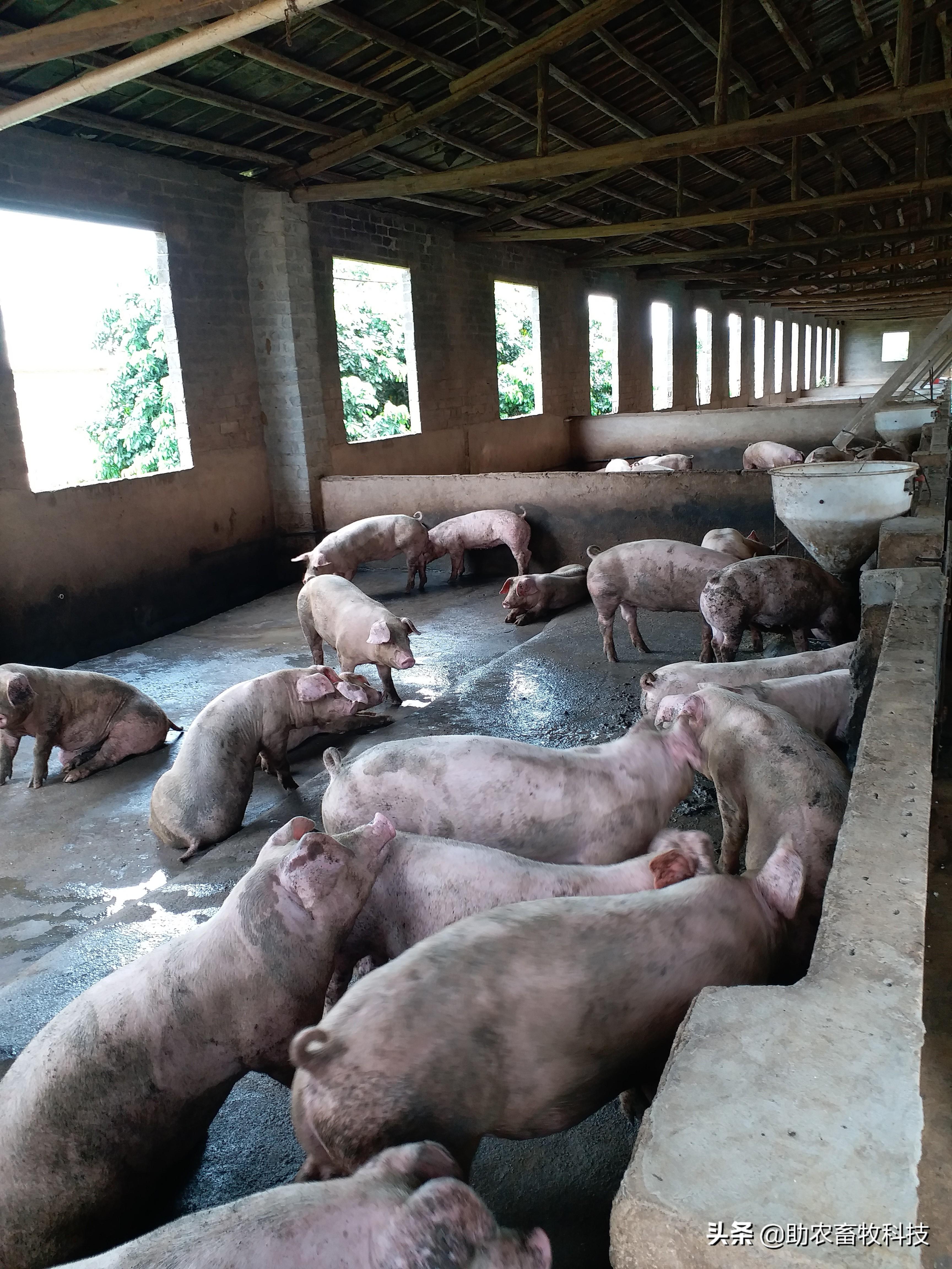 四川省眉山市猪种猪场图片