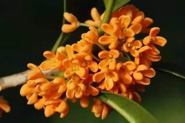 门前种桂花树真的好吗 苗搭档 一站式苗木采购交易花卉识别园林工程招标采购