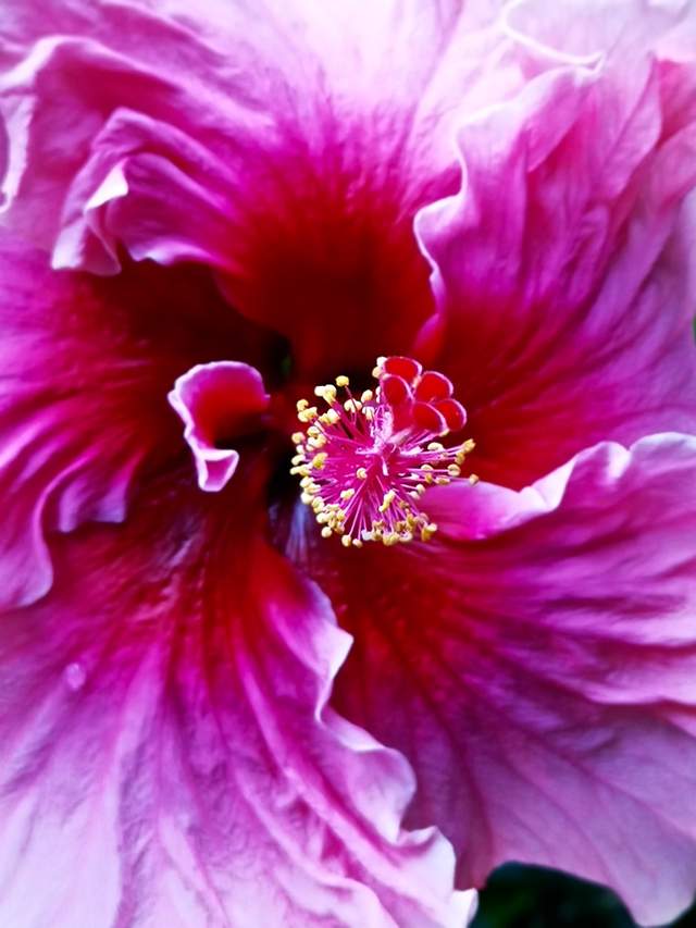 【花之魅】生活像花儿一样，多姿多彩，灿烂芳华