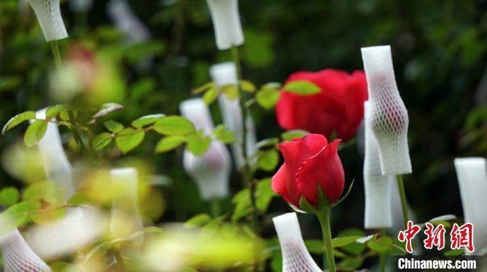 公主沙龙之时尚魅力梦幻学