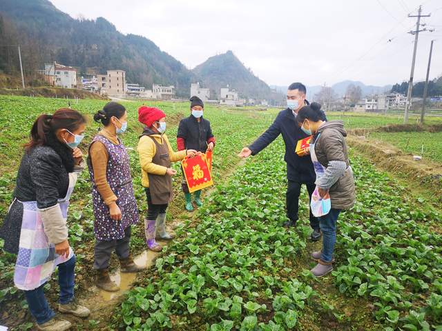 2019年,在紫雲農商銀行的資金支持下,紫雲縣綠陽綠色蔬菜有限公司在壩