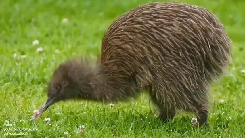 猕猴桃长脚啦奔跑的几维鸟有点可爱