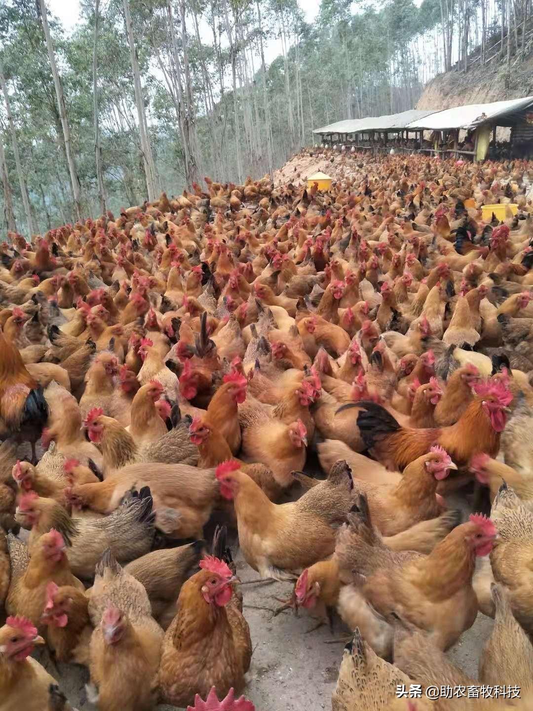 惠州市伯恩厂鸡图片图片