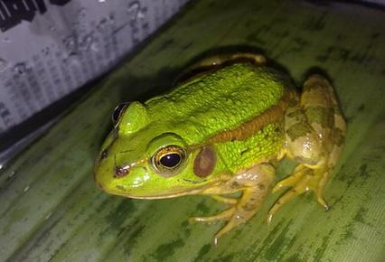 图1:黑斑蛙我们常见的青蛙有黑斑蛙(也叫黑斑侧褶蛙,见图1),金线蛙(见