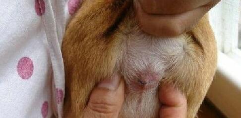 泰迪肛门腺怎么挤的症状及缓减治疗方法_乐启网络健康症状网