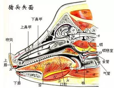 图解猪的呼吸系统