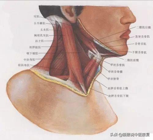 脖子解剖图正面图片