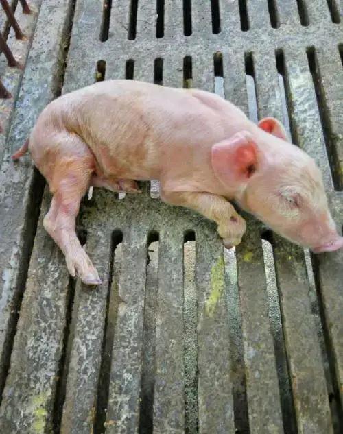 小猪病毒性拉稀拉水便用啥药治疗效果好