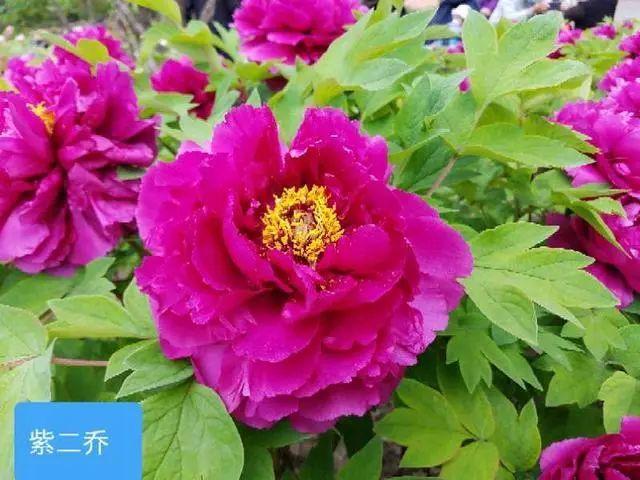 Feng景 月底进入盛花期 莲花池公园牡丹绽放 环游号