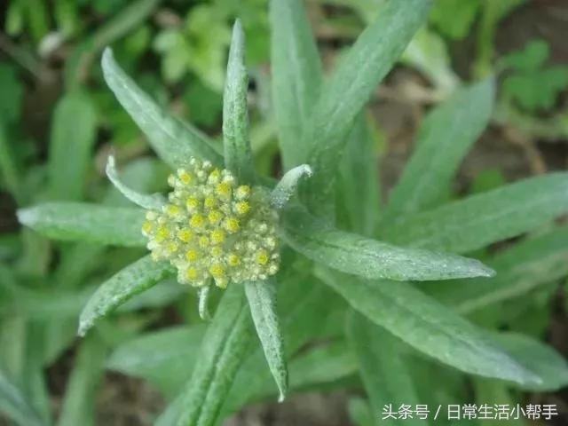 用的,黄花白艾香艾和,艾制作艾米一般用黄花果之奇妙艾草:很多保健