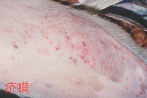 我们可以总结出狗狗常见的皮肤病可分为:寄生虫性皮肤病,真菌性皮肤病