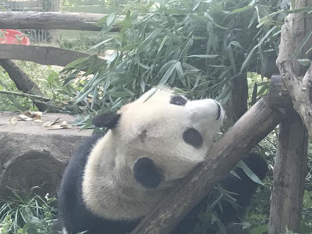 北京动物园网红大熊猫突然头秃 旅日大熊猫搬新家