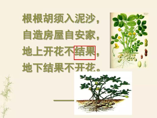 落花生 跟我学语文