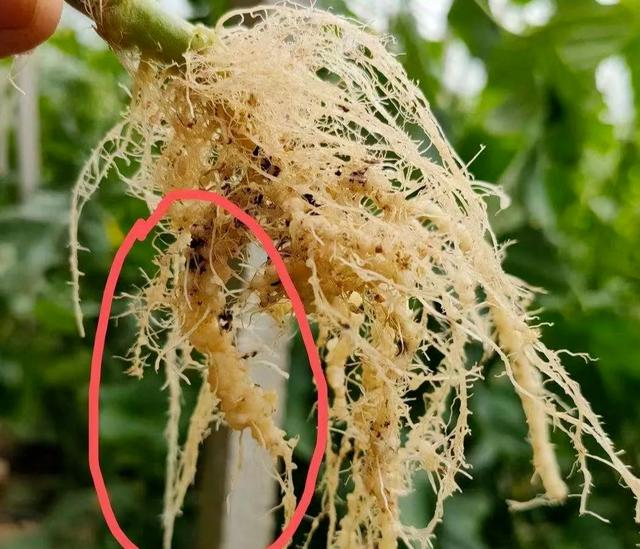 杀线虫防根瘤生新根统统搞定