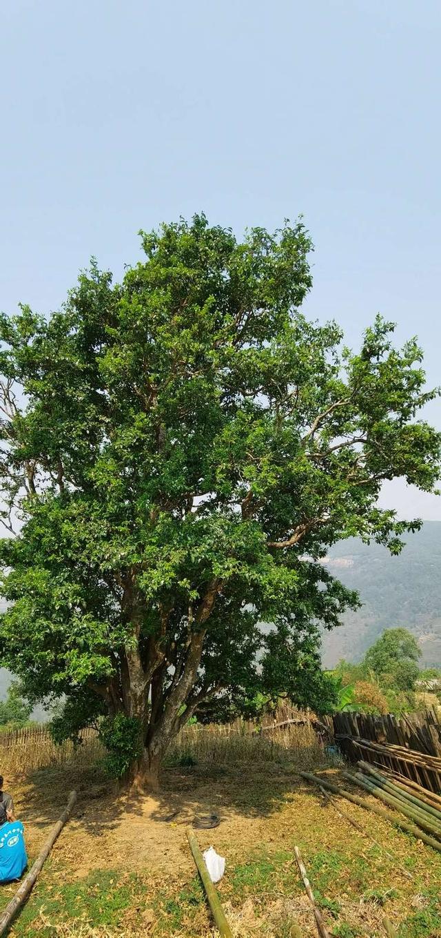 邦崴过渡型古茶树图片