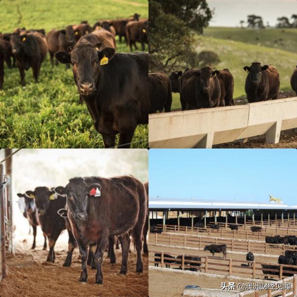 澳洲牛羊肉科普系列 | 澳洲和牛知多少？