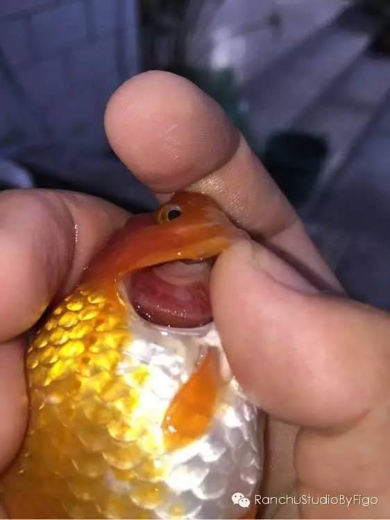金鱼碰上寄生虫性鳃病,你得这么诊断和治疗