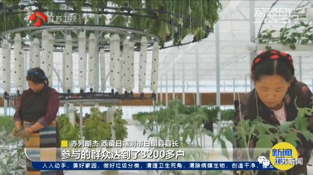 西藏■餐桌上只有萝卜白菜土豆“老三样”蔬菜，直到他们来了！|时代追梦人