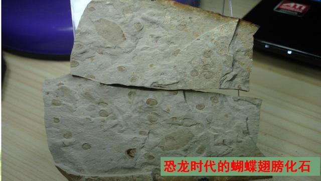 二年级语文下册语文园地六教学内容预习