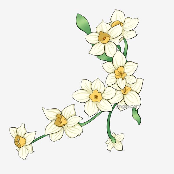 水仙花瓣绿色叶子手绘插画png搜索网 精选免抠素材 透明png图片分享下载 Pngss Com