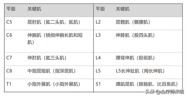 脊髓损伤分类的国际标准关键肌检查指南上肢篇