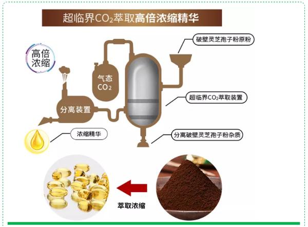 购买灵芝孢子油先看灵芝三萜含量，含量越高效果越好