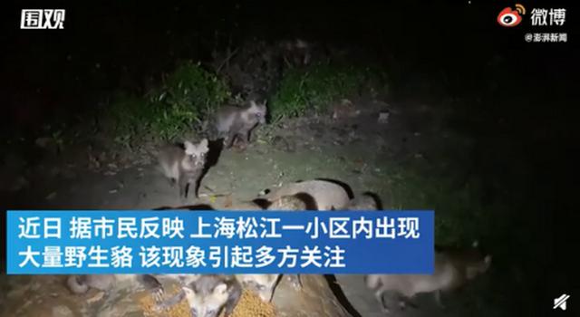 上海一小区现大量野生貉 居民下楼倒个垃圾都胆战心惊
